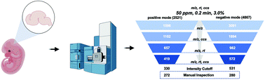 Graphical abstract: Temporal changes in the brain lipidome during neurodevelopment of Smith–Lemli–Opitz syndrome mice