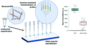 Graphical abstract: A genosensor for detecting single-point mutations in dendron chips after blocked recombinase polymerase amplification