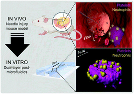 Graphical abstract: Microfluidic post method for 3-dimensional modeling of platelet–leukocyte interactions