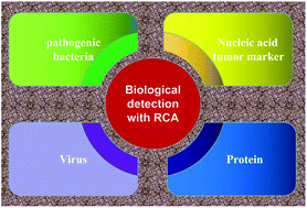 Graphical abstract: Recent advances in biological detection with rolling circle amplification: design strategy, biosensing mechanism, and practical applications
