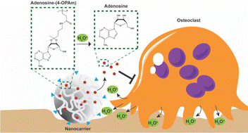 Graphical abstract: pH-Sensitive nanocarrier assisted delivery of adenosine to treat osteoporotic bone loss