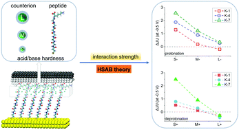 Graphical abstract: Hard–soft chemistry guides the adaptable charge transport in lysine-doped heptapeptide junctions