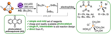 Graphical abstract: Photocatalytic stannylation of white phosphorus