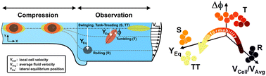 Graphical abstract: Cell deformability heterogeneity recognition by unsupervised machine learning from in-flow motion parameters