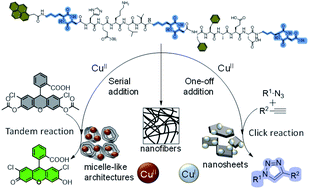 Graphical abstract: Differential copper-guided architectures of amyloid β peptidomimetics modulate oxidation states and catalysis