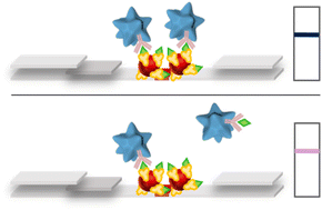 Graphical abstract: A dual-color plasmonic immunosensor for salivary cortisol measurement