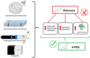 Graphical abstract: Effectiveness of 7-chloro-4-(phenylselanyl) quinoline in improving learning, short-term memory, and anxiety-like behaviors in a mimetic model of Parkinson's disease in Drosophila melanogaster