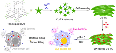 Graphical abstract: Antibacterial metal-phenolic nanosheets as smart carriers for the controlled release of epirubicin hydrochloride