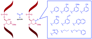 Graphical abstract: N-Methoxy-1,3-oxazinane nucleic acids (MOANAs) – a configurationally flexible backbone modification allows post-synthetic incorporation of base moieties