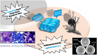 Graphical abstract: Degradable copper(ii)-doped starch-based biopolymeric films with antibacterial activity