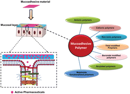 Graphical abstract: Recent advances in functionally modified polymers for mucoadhesive drug delivery