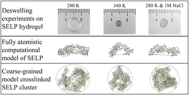 Graphical abstract: Thermo- and ion-responsive silk-elastin-like proteins and their multiscale mechanisms