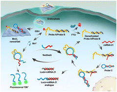 Graphical abstract: High-fidelity imaging of intracellular microRNA via a bioorthogonal nanoprobe