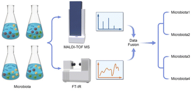 Graphical abstract: Fusion data from FT-IR and MALDI-TOF MS result in more accurate classification of specific microbiota