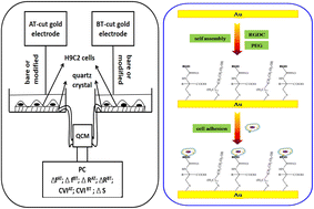 Graphical abstract: Real-time monitoring of the contractile properties of H9C2 cardiomyocytes by double resonator piezoelectric cytometry