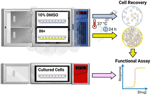 Graphical abstract: Cryopreservation of assay-ready hepatocyte monolayers by chemically-induced ice nucleation: preservation of hepatic function and hepatotoxicity screening capabilities