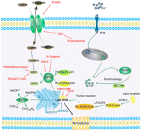 Graphical abstract: Ferroptosis and ferroptosis-inducing nanomedicine as a promising weapon in combination therapy of prostate cancer