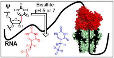 Graphical abstract: Advantages and challenges associated with bisulfite-assisted nanopore direct RNA sequencing for modifications