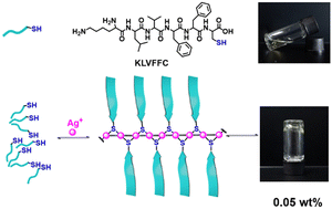 Graphical abstract: Amyloid peptide hydrogels via formation of coordination polymers with Ag+ by its core peptide equipped with a C-cysteine