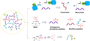 Graphical abstract: Chemical reagents for the enrichment of modified peptides in MS-based identification