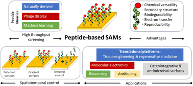 Graphical abstract: Peptide-based self-assembled monolayers (SAMs): what peptides can do for SAMs and vice versa