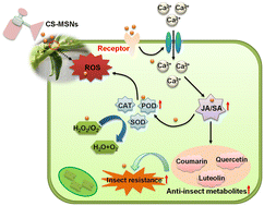 Graphical abstract: Chitosan–silica nanocomposites induced resistance in faba bean plants against aphids (Acyrthosiphon pisum)