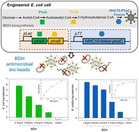 Graphical abstract: Antimicrobial peptide-functionalized polyhydroxyalkanoate bio-beads as a bactericidal material for water disinfection