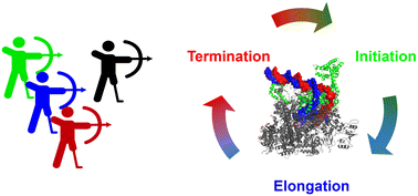 Graphical abstract: Inhibition of bacterial RNA polymerase function and protein–protein interactions: a promising approach for next-generation antibacterial therapeutics