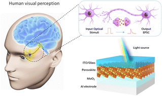 Graphical abstract: Optoelectronic synapses based on a triple cation perovskite and Al/MoO3 interface for neuromorphic information processing