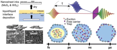 Graphical abstract: Long lived photogenerated charge carriers in few-layer transition metal dichalcogenides obtained from liquid phase exfoliation