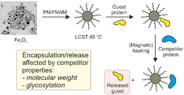 Graphical abstract: Functional magnetic nanoparticles for protein delivery applications: understanding protein–nanoparticle interactions