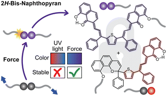 Graphical abstract: Mechanochemical reactivity of a multimodal 2H-bis-naphthopyran mechanophore