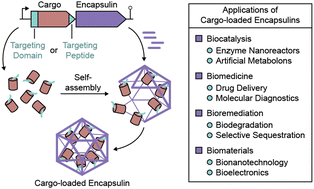 Graphical abstract: Encapsulin cargo loading: progress and potential