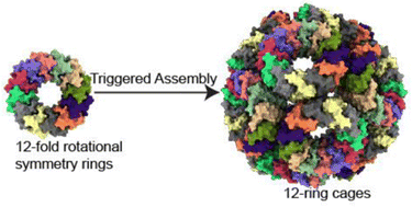 Graphical abstract: An artificial protein cage made from a 12-membered ring