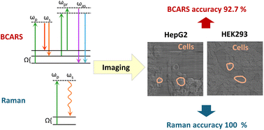 Graphical abstract: Estimation of biological variance in coherent Raman microscopy data of two cell lines using chemometrics