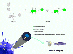 Graphical abstract: Novel mycophenolic acid precursor-based fluorescent probe for intracellular H2O2 detection in living cells and Daphnia magna and Zebrafish model systems