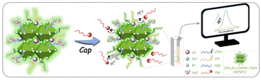 Graphical abstract: PET-based aqueous-stable two-phase perovskite nanoprobe for quantification of capsaicin in food samples