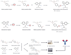 Graphical abstract: Enzyme-linked immunoassay for simultaneous detection of methyl parathion and sibutramine in apple cider vinegar