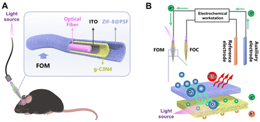 Graphical abstract: Light-activated g-C3N4 photoelectrodes with a selective molecular sieve for in vivo quantification of oxygen levels in the living mouse brain