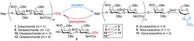 Graphical abstract: Glycosyl oxazolines serve as active donors for iterative synthesis of type I oligosaccharides