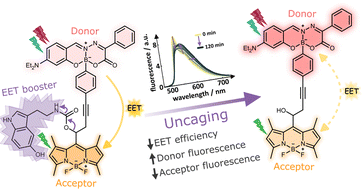 Graphical abstract: Energy transfer booster: how a leaving group controls the excited state pathway within a caging BASHY–BODIPY dyad