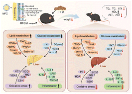 Graphical abstract: Milk fat globule membranes ameliorate diet-induced obesity in mice by modulating glucolipid metabolism, body inflammation, and oxidative stress