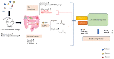 Graphical abstract: Human milk oligosaccharides 2′-fucosyllactose and 3-fucosyllactose attenuate ovalbumin-induced food allergy through immunoregulation and gut microbiota modulation