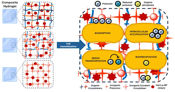 Graphical abstract: Clay–polymer hybrid hydrogels in the vanguard of technological innovations for bioremediation, metal biorecovery, and diverse applications