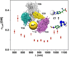 Graphical abstract: One- and two-photon brightness of proteins interacting with gold. A closer look at gold–insulin conjugates