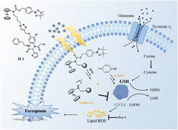 Graphical abstract: Synthesis and bio-evaluation of aminoferrocene-based anticancer prodrugs as potent ferroptosis inducers