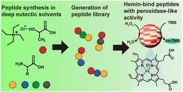 Graphical abstract: Catalytic peptide/hemin complex from ester–amide exchange reaction mediated by deep eutectic solvents