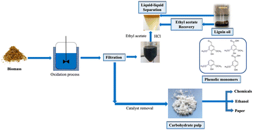 Graphical abstract: Oxidative fractionation of biomass to produce phenolic monomers and processable carbohydrate pulp