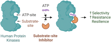 Graphical abstract: The prospect of substrate-based kinase inhibitors to improve target selectivity and overcome drug resistance