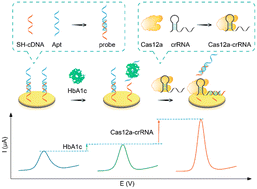 Graphical abstract: A CRISPR-amplified label-free electrochemical aptasensor for the sensitive detection of HbA1c